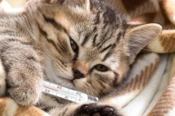 猫发烧的原因是什么，分为感染性和非感染性发烧