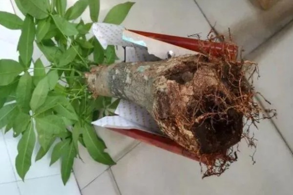 发财树的种植方法,适宜生长在温暖的环境中