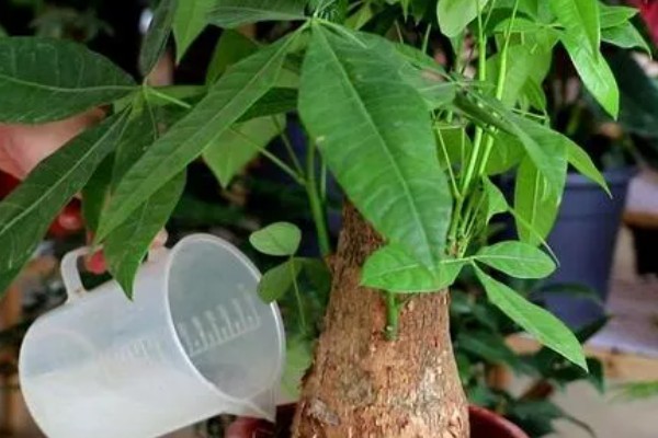 发财树的种植方法,适宜生长在温暖的环境中
