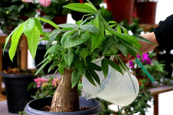 发财树的种植方法,适宜生长在温暖的环境中