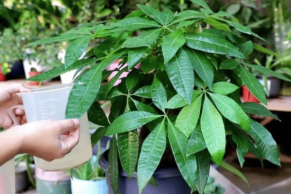 发财树的种植方法,适宜生长在温暖的环境中