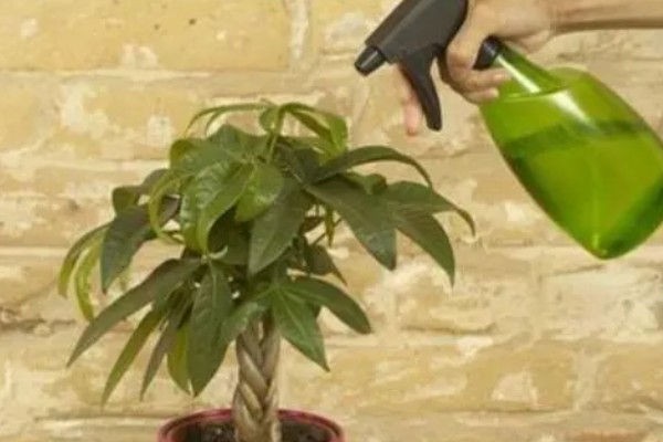 发财树的种植方法,适宜生长在温暖的环境中