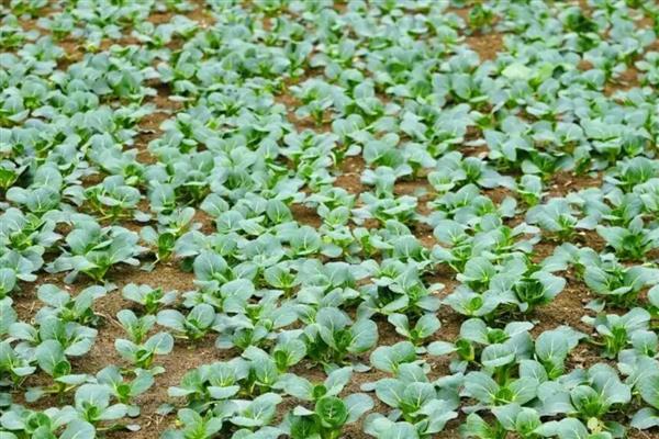 上海青几月种植最好，在2-3月和9-10月种植