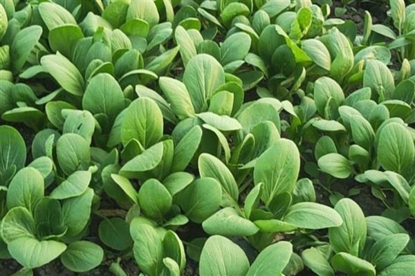 上海青几月种植最好，在2-3月和9-10月种植