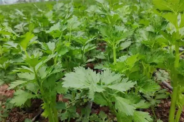 芹菜黑腐病如何防治,推荐喷施百菌清