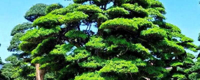 景观树的种类，常见的有法桐、绒毛榇和槐树等
