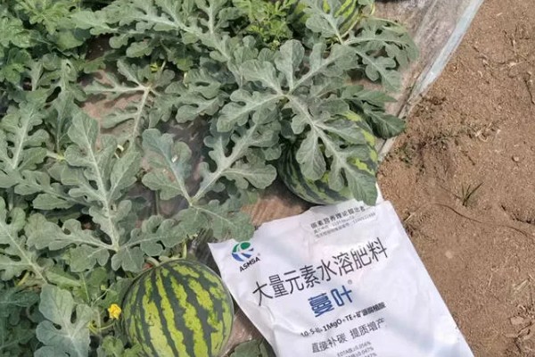 西瓜苗要怎样才会结果大,需要对其进行整枝修剪