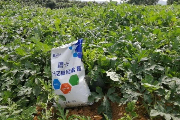 西瓜苗要怎样才会结果大,需要对其进行整枝修剪