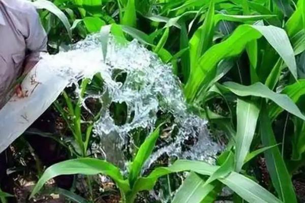 玉米浇水的时间,进入抽穗期后需水量多