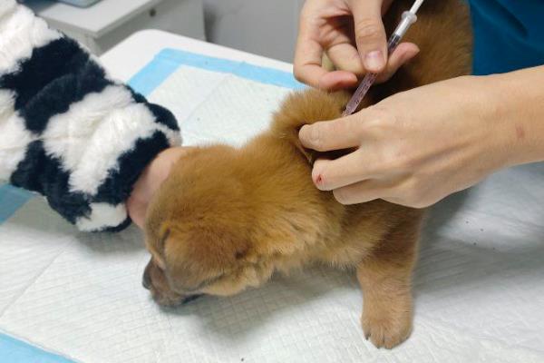 犬传染性气管支气管炎怎么防治,定期对笼具和碗盆消毒