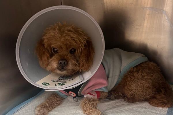 犬传染性气管支气管炎怎么防治,定期对笼具和碗盆消毒