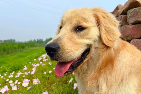 犬传染性气管支气管炎怎么防治,定期对笼具和碗盆消毒