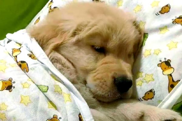 犬传染性气管支气管炎怎么防治,定期对笼具和碗盆消毒