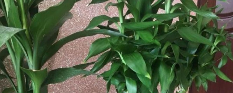 富贵竹能不能与百合花养在一起，二者的习性有区别不可以混养