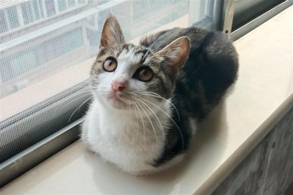 猫鼻子堵的原因,可能是被鼻腔分泌物堵住了