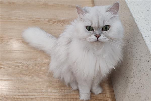 猫鼻子堵的原因,可能是被鼻腔分泌物堵住了
