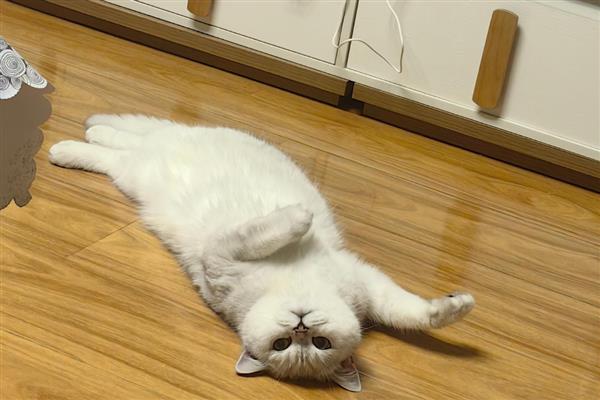 猫鼻子堵的原因,可能是被鼻腔分泌物堵住了