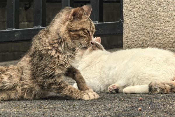 猫鼻子堵的原因,可能是被鼻腔分泌物堵住了