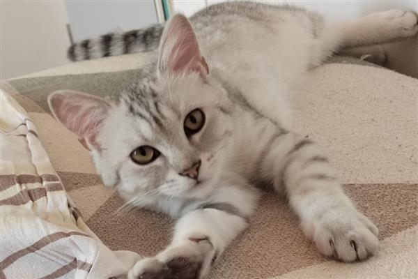 猫鼻子堵的原因,可能是被鼻腔分泌物堵住了