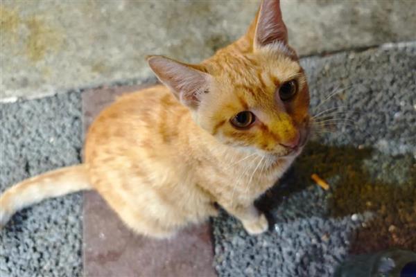 猫鼻子堵的原因,可能是被鼻腔分泌物堵住了