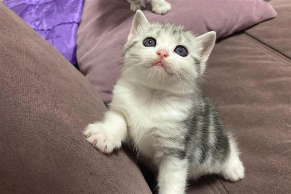 猫鼻子堵的原因,可能是被鼻腔分泌物堵住了