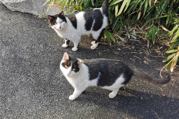 猫鼻子堵的原因,可能是被鼻腔分泌物堵住了