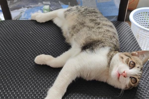 猫鼻子堵的原因,可能是被鼻腔分泌物堵住了