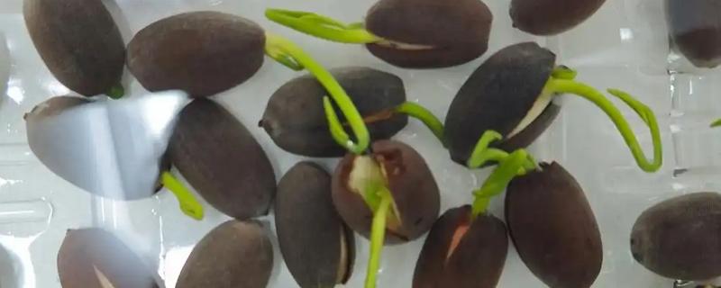 荷花栽培开花的方式，栽种的时候最好帮助种子破壳