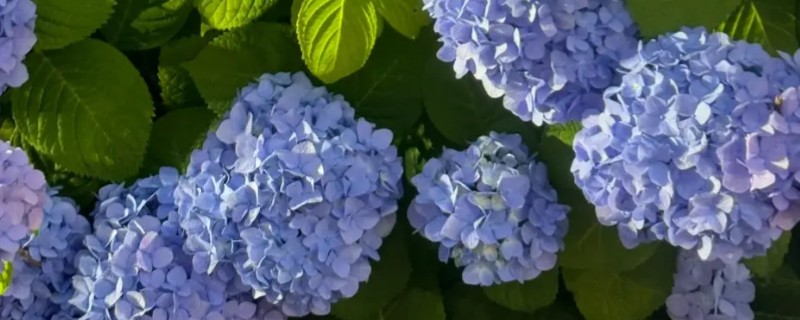 冬天怎么养绣球花，要做好保温措施