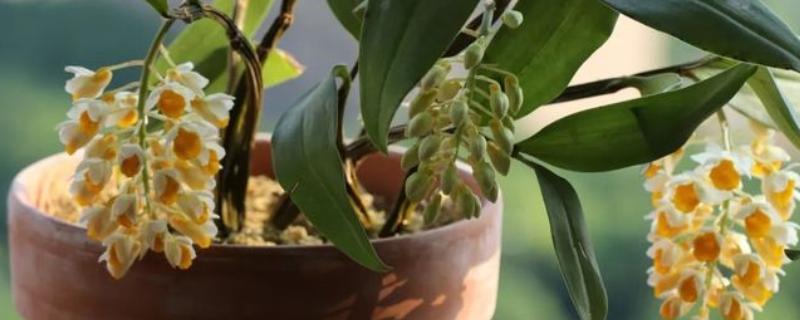 球花石斛如何栽种，栽种初期需要放在阴凉处养护