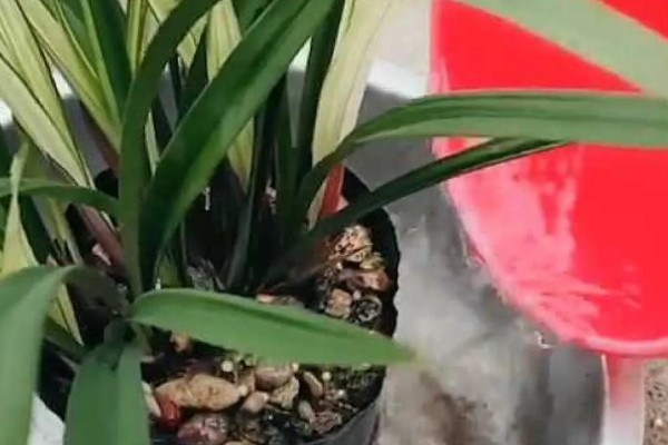 墨兰换盆后什么时候再浇水,换盆后应该当天浇水