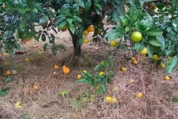 柑橘采收前落果的原因,可能是树体营养不足所致