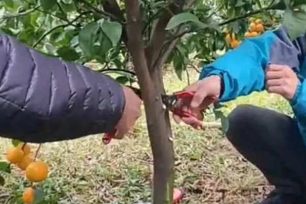 柑橘采收前落果的原因,可能是树体营养不足所致