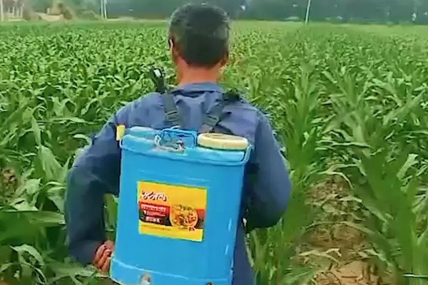 玉米穗期的害虫如何防治,不同虫害的防治方法不同
