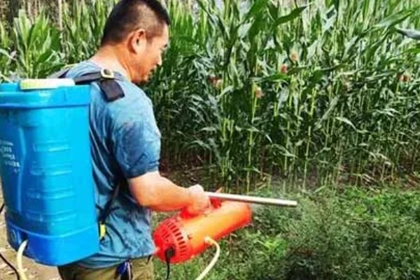 玉米穗期的害虫如何防治,不同虫害的防治方法不同