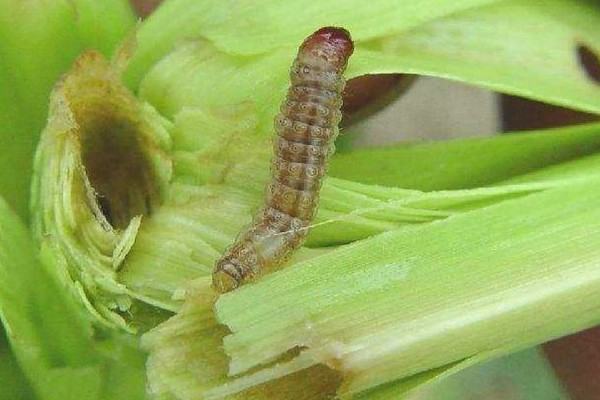 玉米穗期的害虫如何防治,不同虫害的防治方法不同