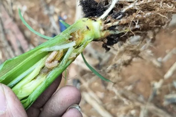 玉米穗期的害虫如何防治,不同虫害的防治方法不同