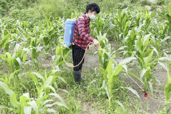 玉米穗期的害虫如何防治,不同虫害的防治方法不同