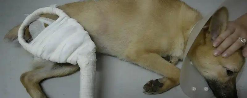 犬猫髋关节脱位的临床症状，股骨头与关节窝脱出