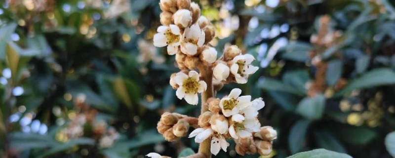 枇杷花的植物形态，树高可达一两丈