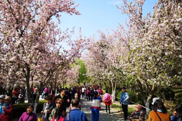 北京海棠花溪的开花时间，3-5月份开花