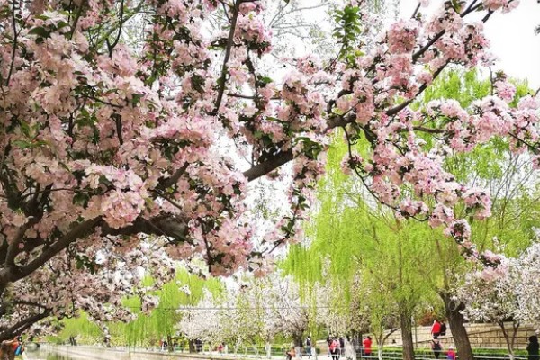 北京海棠花溪的开花时间，3-5月份开花
