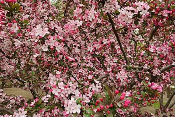 北京海棠花溪的开花时间，3-5月份开花