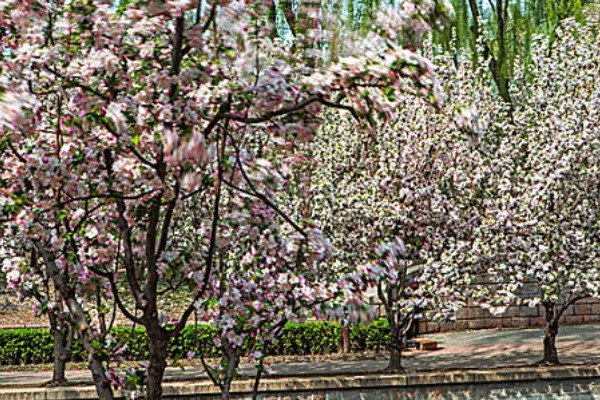 北京海棠花溪的开花时间，3-5月份开花