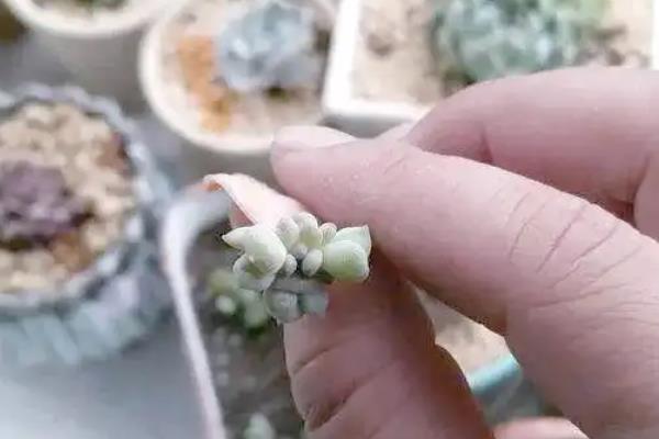 多肉植物冬天如何生根,可采用水培法、空气生根法等