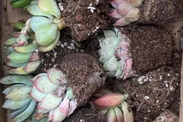 多肉植物冬天如何生根,可采用水培法、空气生根法等