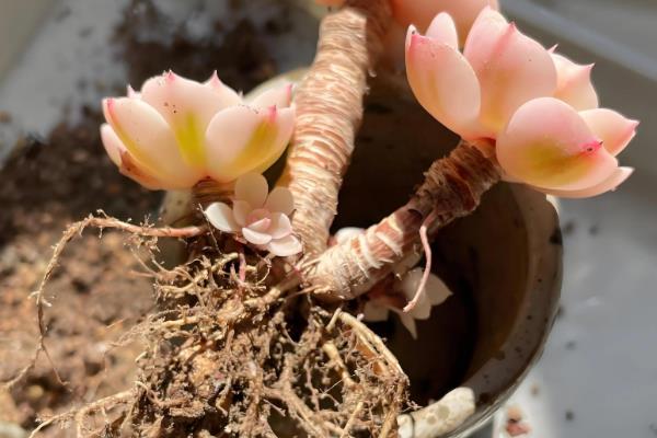 多肉植物冬天如何生根,可采用水培法、空气生根法等