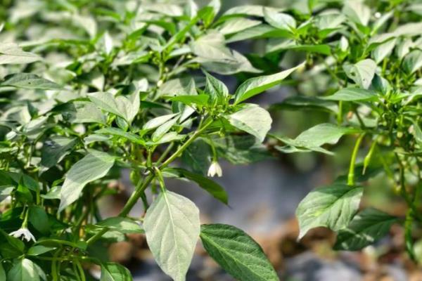 菜椒怎么种才可以高产，要在生育期提供纯氮肥