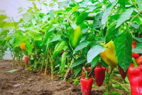 菜椒怎么种才可以高产，要在生育期提供纯氮肥