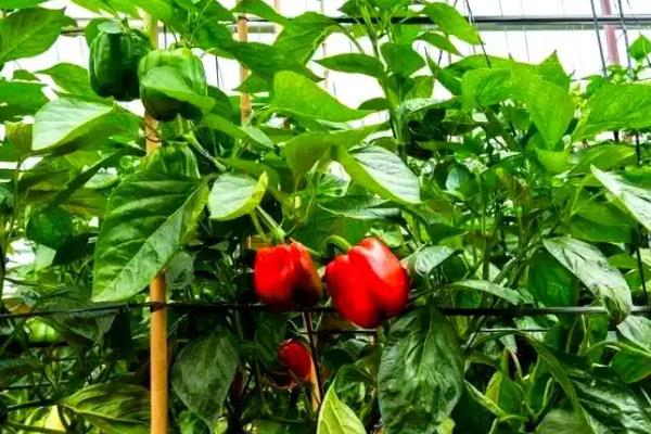 菜椒怎么种才可以高产，要在生育期提供纯氮肥